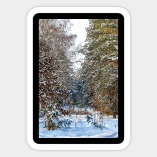 Winter landscape with snow-covered spruce forest. Sticker